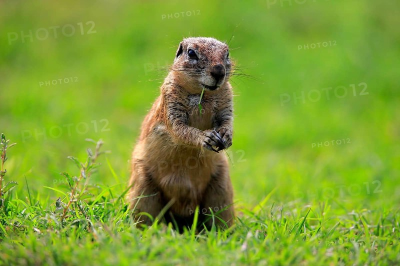 Cape ground squirrel (Xerus inauris), adult, alert, standing upright, feeding, Mountain Zebra National Park, Eastern Cape, South Africa, Africa