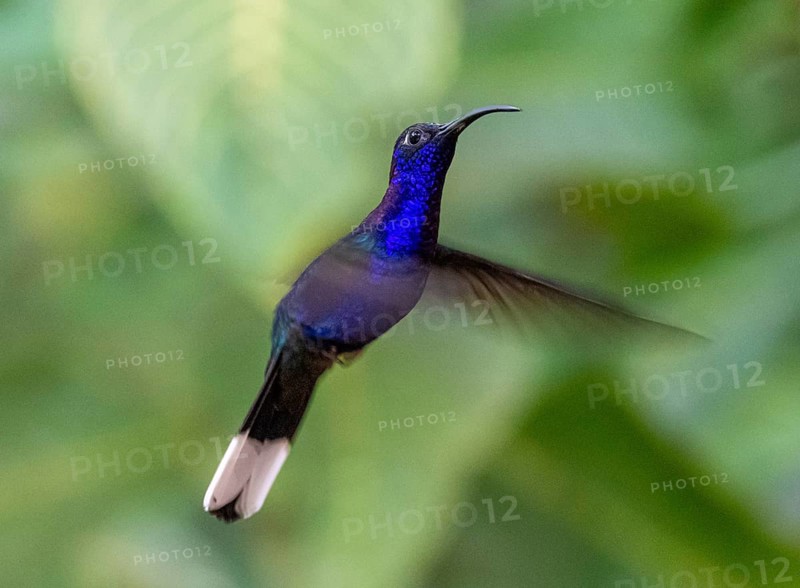 Purple hummingbird wing (Campylopterus hemileucurus), blue hummingbird sitting on a branch, Monteverde cloud forest, Monte Verde, Costa Rica, Central America