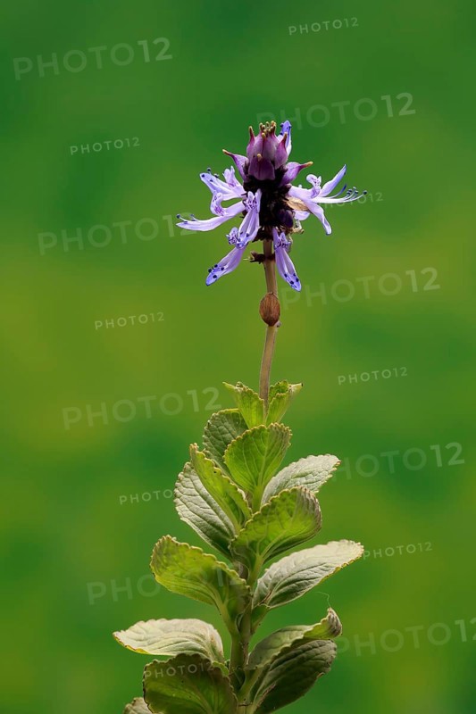 Piss-off plant (Plectranthus ornatus), cat repellent, flowering, Elllerstadt, Germany, Europe