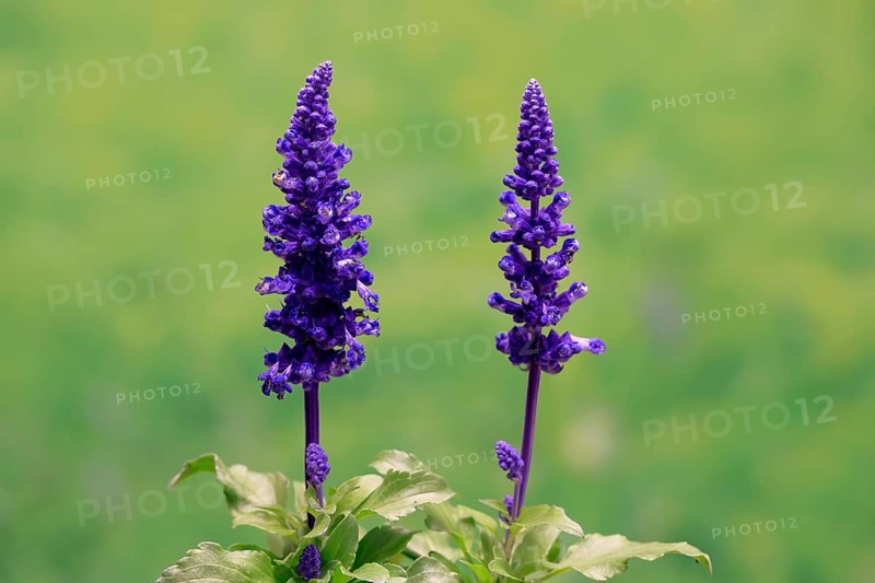 Mealycup sage (Salvia farinacea), flowering, Elllerstadt, Germany, Europe