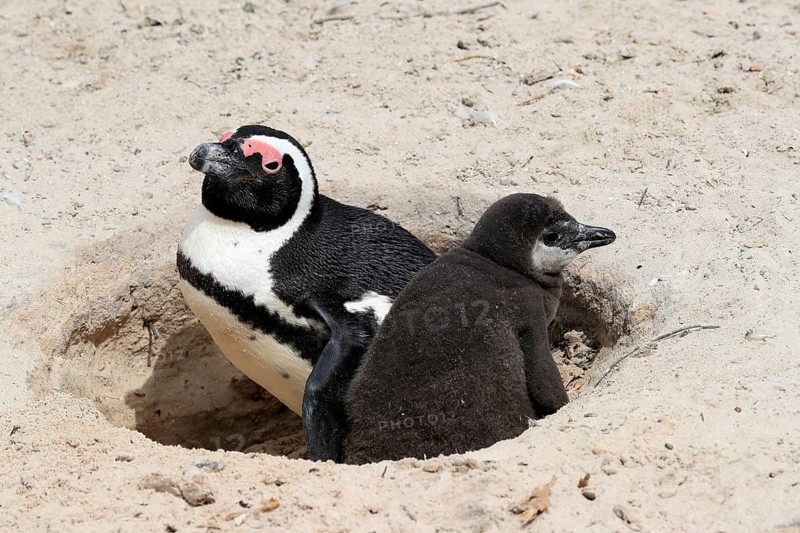 African penguin (Spheniscus demersus), adult with young, at the nest, Boulders Beach, Simonstown, Western Cape, South Africa, Africa