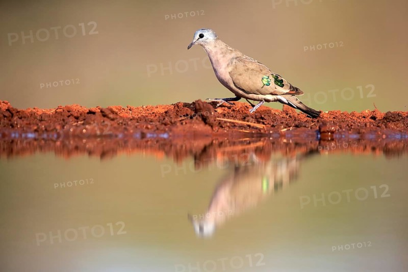 Emerald-spotted wood dove (Turtur chalcospilos), adult, at the water, Kruger National Park, Kruger National Park, Krugerpark, South Africa, Africa