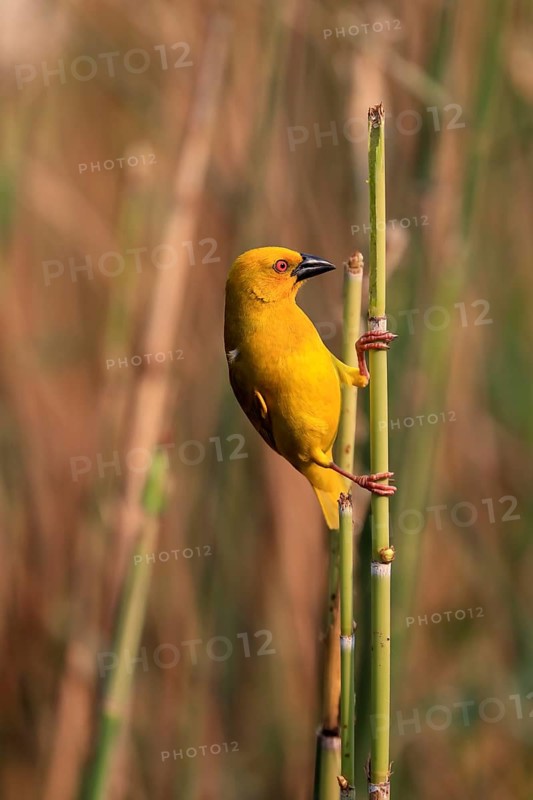 Eastern golden weaver (Ploceus subaureus), adult, male, auto-waiting, alert, preparing nest, Saint Lucia Estuary, Isimangaliso Wetland Park, Kwazulu Natal, South Africa, Africa