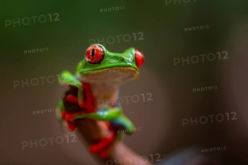 Red-eyed tree frog (Agalychnis callidryas), sitting on a branch, Heredia province, Costa Rica, Central America