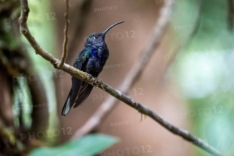 Purple hummingbird wing (Campylopterus hemileucurus), blue hummingbird sitting on a branch, Monteverde cloud forest, Monte Verde, Costa Rica, Central America