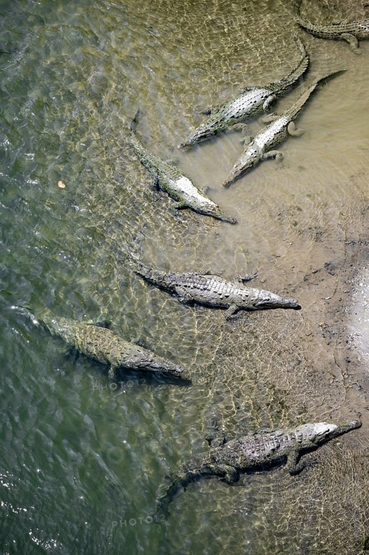 American crocodiles (Crocodylus acutus) swimming in the water, from above, Rio Tarcoles, Carara National Park, Puntarenas Province, Costa Rica, Central America