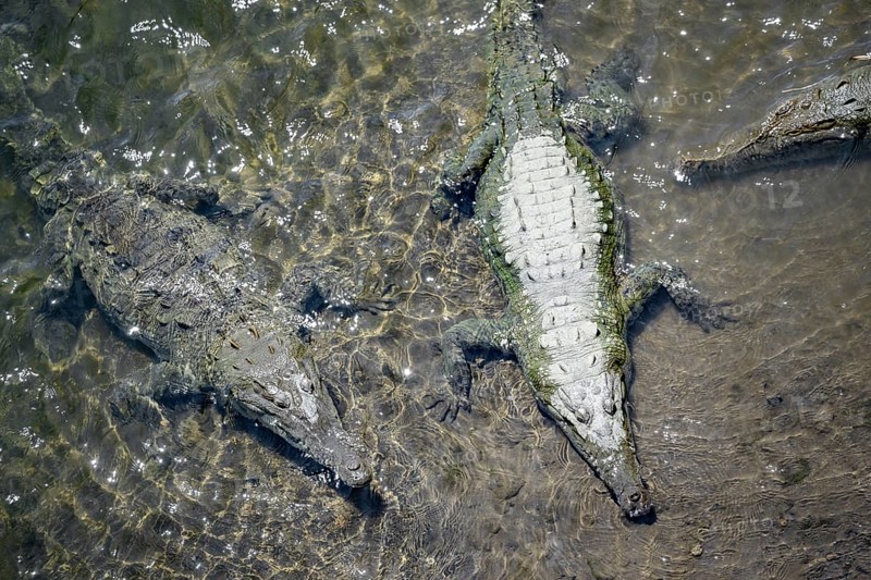 American crocodiles (Crocodylus acutus) swimming in the water, from above, Rio Tarcoles, Carara National Park, Puntarenas Province, Costa Rica, Central America