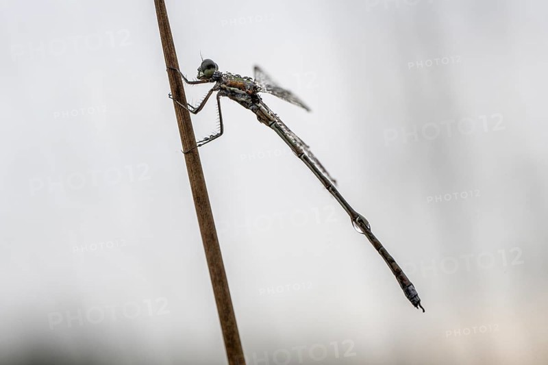 Lestes virens (Lestes virens), Emsland, Lower Saxony, Germany, Europe