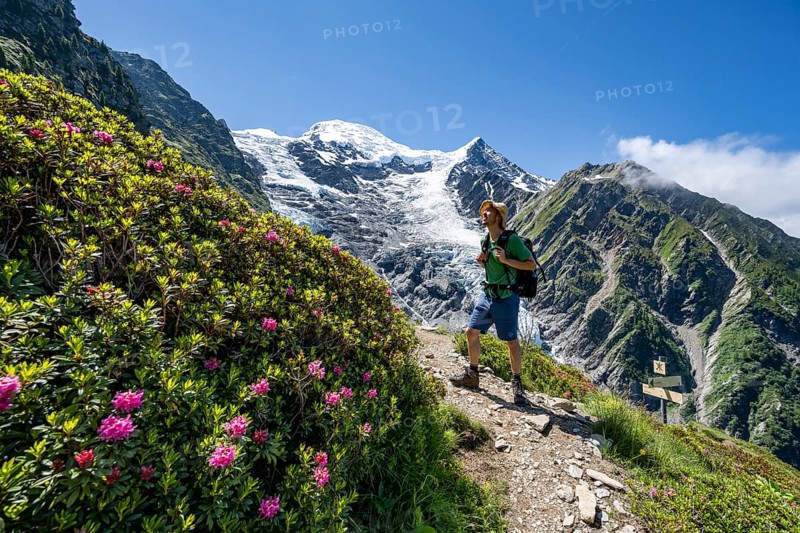 Mountaineer between alpine roses on a hiking trail, impressive mountain landscape with glacier, view of glacier Glacier de Taconnaz, hike La Jonction, Chamonix, Haute-Savoie, France, Europe