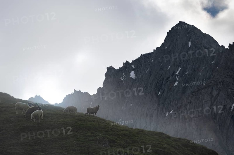 Sheep grazing on a mountain meadow, rocky mountain peaks behind, ascent to the Schönbichler Horn, Berliner Höhenweg, Zillertal Alps, Tyrol, Austria, Europe