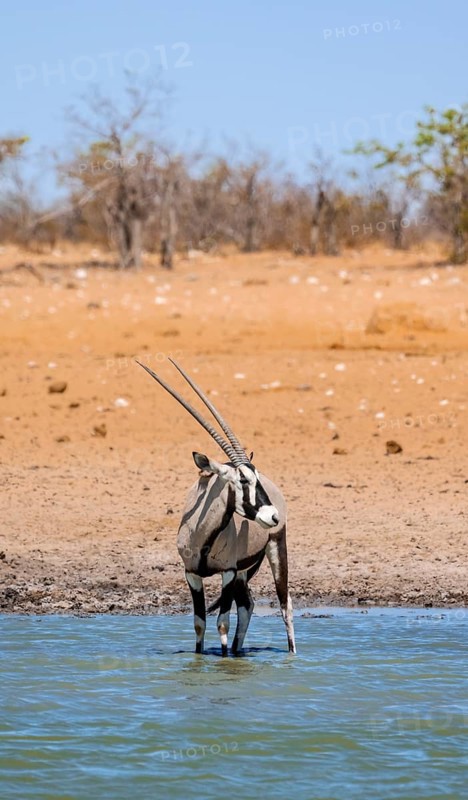Gemsbok (Oryx gazella) standing in the water, waterhole in dry savannah with orange-coloured sand, Okavao waterhole, Etosha National Park, Namibia, Africa