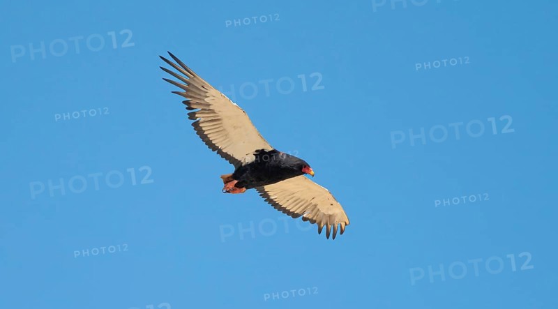 Bateleur (Terathopius ecaudatus), adult, in flight against a blue sky, Etosha National Park, Namibia, Africa
