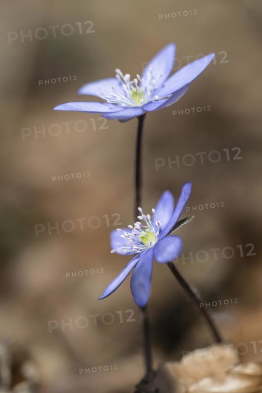 Liverwort (Hepatica nobilis), North Rhine-Westphalia, Germany, Europe