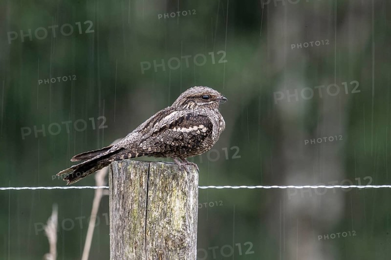 Nightjar, nightjar (Caprimulgus europaeus) sitting on a pasture fence, Emsland, Lower Saxony, Germany, Europe
