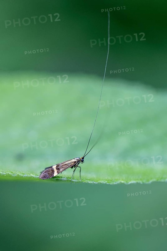 Longhorn butterfly (Nemophora degeerelle), Emsland, Lower Saxony, Germany, Europe