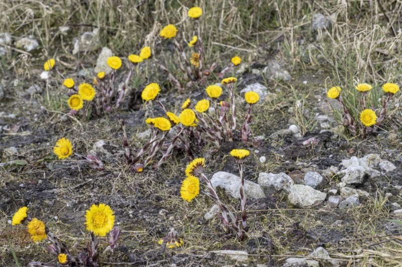 Coltsfoot (Tussilago farfara), Emsland, Lower Saxony, Germany, Europe