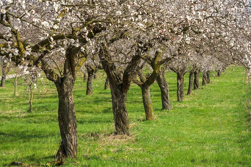 Old apricot trees in bloom, Paudorf, Lower Austria, Austria, Europe