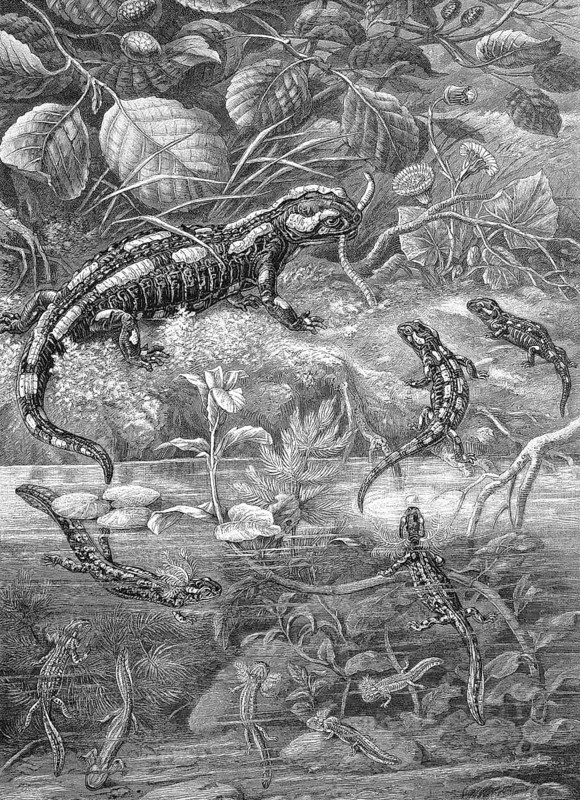 The fire salamander, Salamandra salamandra, in its developmental stages, Historical, digitally restored reproduction from a 19th century original, around 1890, Record date not stated