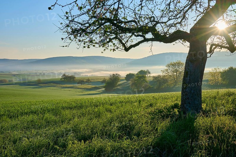 A peaceful landscape with green fields, hills and trees at sunrise with light fog, Mönchberg, Miltenberg, Spessart, Bavaria, Germany, Europe