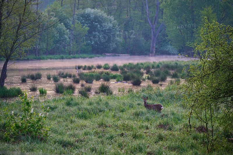 A deer stands on a green meadow next to a lake in a foggy forest in the early morning, Erlensee, Hanau, Hesse, Germany, Europe