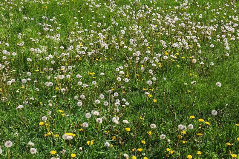 Green grass lawn overgrown with Taraxacum officinale, Dandelion flowers ready to release seeds in spring, Quebec, Canada, North America