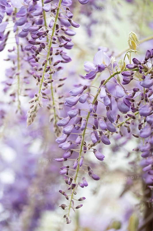 Wisterias (Wisteria) hanging down, lilac-coloured, close-up, background blurred white, Dortmund, Germany, Europe