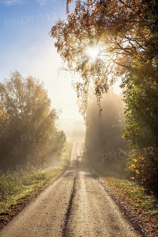 Sunbeams shining through the fog and tree canopies on a gravel road in a forest grove in autumn