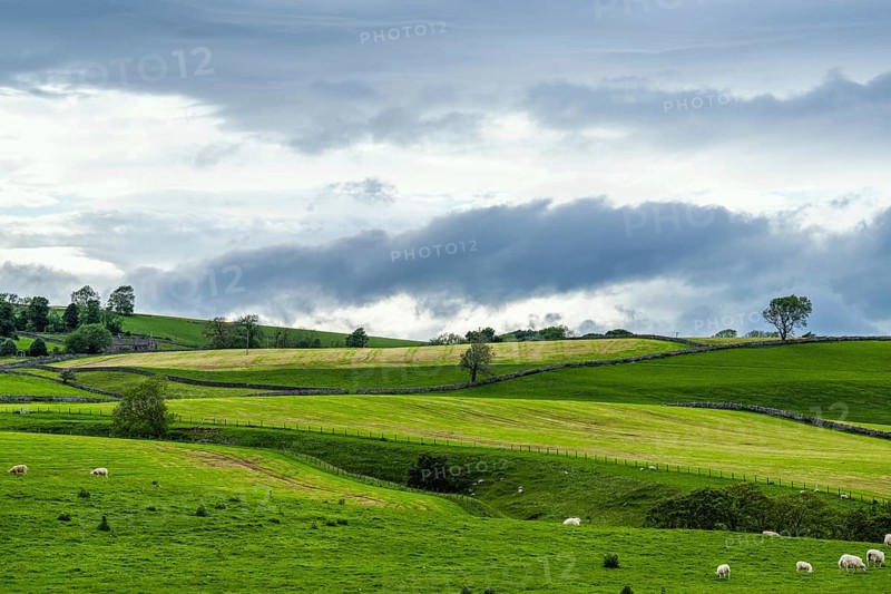 Sheeps and Farms in Yorkshire Dales National Park, North Yorkshire, England, United Kingdom, Europe