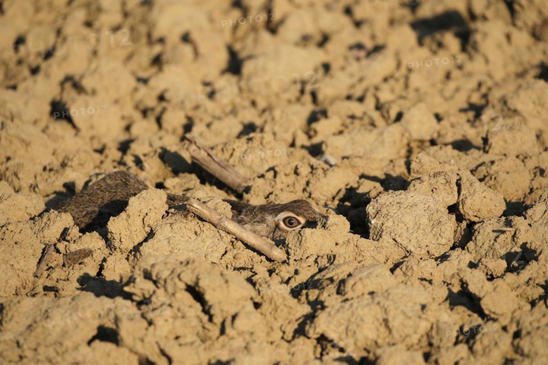 European hare (Lepus europaeus) perfectly camouflaged in its nest in a field furrow, Lower Austria, Austria, Europe