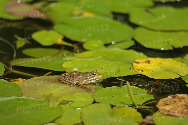 Water frog (Rana esculenta)