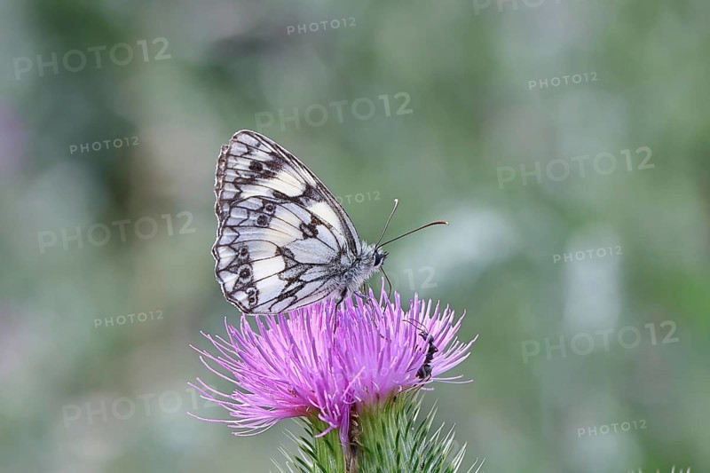 Checkerspot butterfly (Melanargia galathea) on creeping thistle (Cirsium hydrophilum), underside of wing, close-up, Wilnsdorf, North Rhine-Westphalia, Germany, Europe
