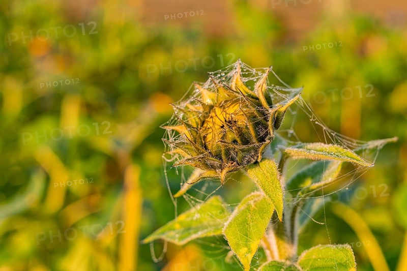 Faded yellow flower with cobwebs in warm sunlight, Gechingen, Black Forest, Germany, Europe