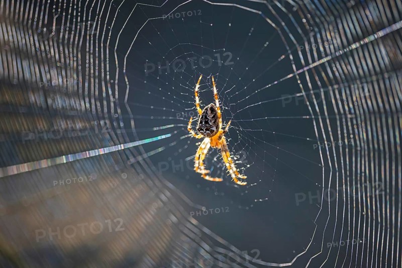 Cross spider (Araneus), garden cross spider (Araneus diadematus) wheel web, garden cross spider, autumn time, Indian summer, spider web, sticky-elastic thread, backlight, dawn, gardening, crawling spider, insect predator, Middle Elbe Biosphere Reserve, Saxony-Anhalt, Germany, Europe