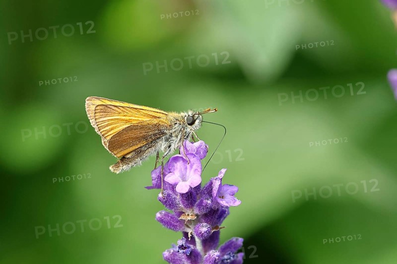 Large skipper (Ochlodes venatus), collecting nectar from a flower of Common lavender (Lavandula angustifolia), close-up, macro photograph, Wilnsdorf, North Rhine-Westphalia, Germany, Europe