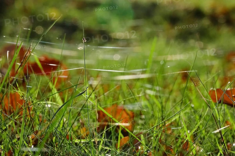 Autumn time, threads of cobwebs in a meadow, Germany, Europe