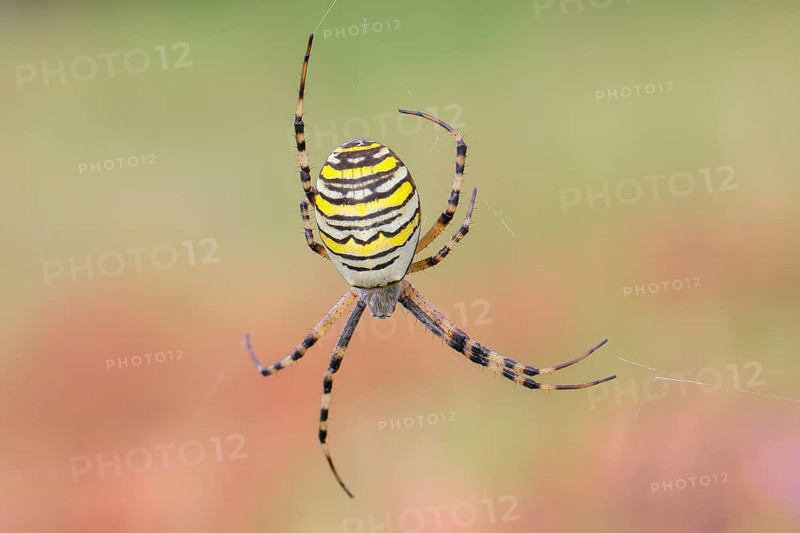 Wasp spider (Argiope bruennichi), also known as zebra spider or tiger spider in a web, Aschendorfer Obermoor nature reserve, Wildes Moor, Emsland, Lower Saxony, Germany, Europe