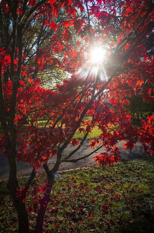 Red coloured leaves of a maple, maple tree, glowing against the light, autumn, autumn atmosphere, main cemetery, Stuttgart, Baden-Württemberg, Germany, Europe