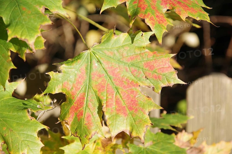 Norway maple (Acer platanoides), deciduous leaf, coloured, autumn, beautiful, close-up of an autumn-coloured maple leaf