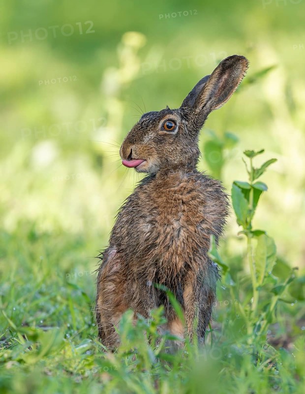 European hare (Lepus europaeus) with wet fur sitting in a field, tongue visible, wildlife, Thuringia, Germany, Europe