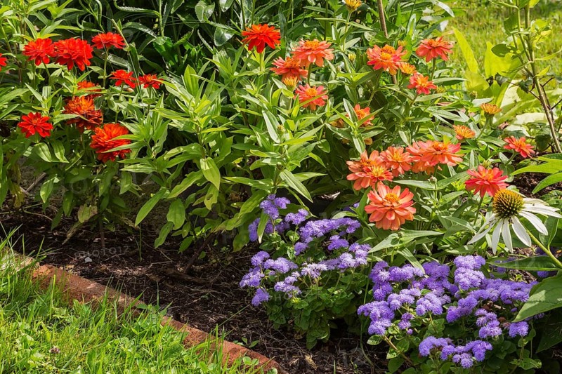 Ageratum houstonianum 'Aloha Blue', Floss Flower, orange and red Zinnia in red rectangular brick edged mixed border in backyard garden in summer, Quebec, Canada, North America