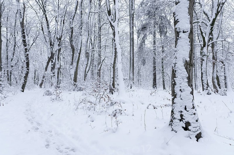 Snow-covered deciduous forest in winter, Hainich National Park, Thuringia, Germany, Europe