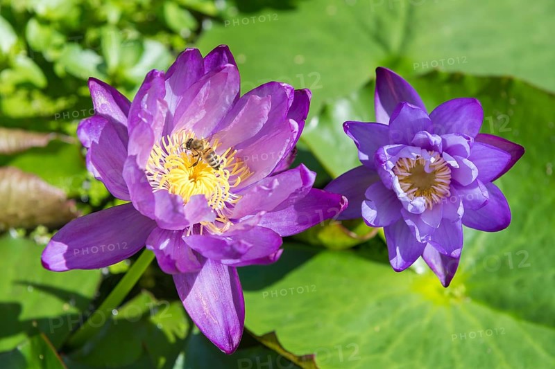 Blue-purple coloured tropical water lily, Gigantea Dark Purple, honey bee (Apis mellifera) Baden-Württemberg, Germany, Europe
