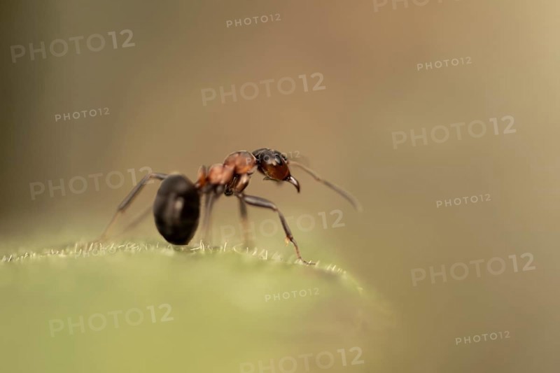 Wood ant (Formica) looking to the right, sitting on a green leaf, profile view, blurred light brown background and macro, cropped, Carinthia, Austria, Europe