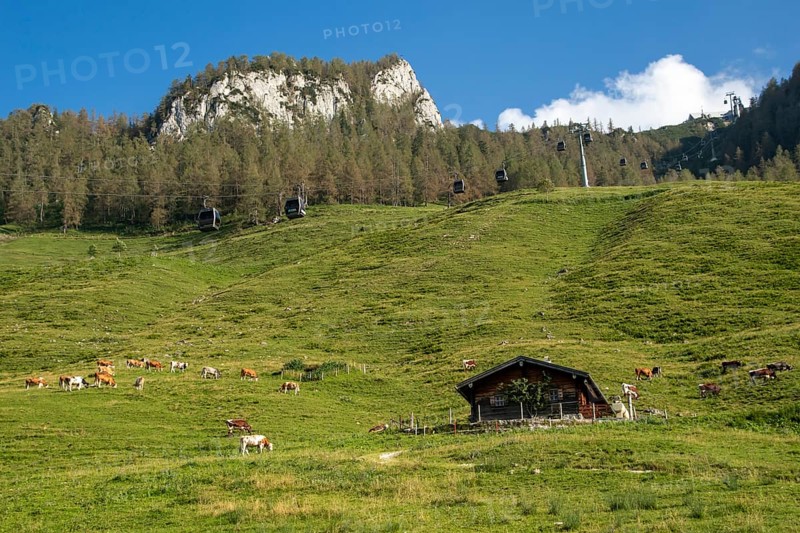 Cows on the alpine pasture with alpine hut and gondolas of the Jennerbahn, above the mountain station of this cable car, Berchtesgaden, Bavaria, Germany, Europe