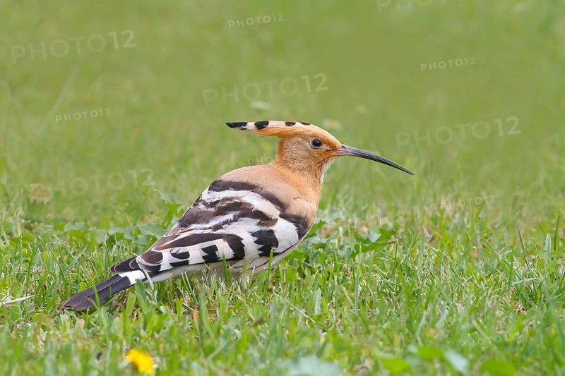 Hoopoe (Upupa epops) sitting in the grass, wildlife, animals, birds, migratory bird, Siegerland, North Rhine-Westphalia, Germany, Europe