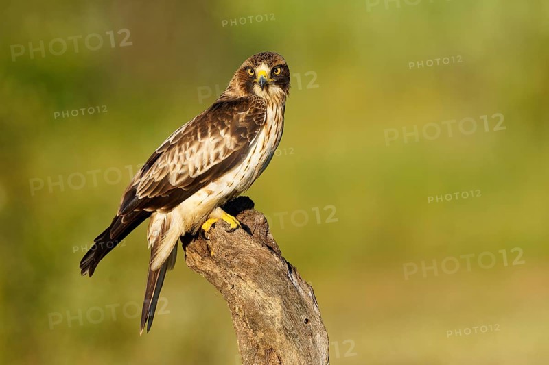 A falcon sits on a branch in nature, surrounded by green, with brown and white feathers