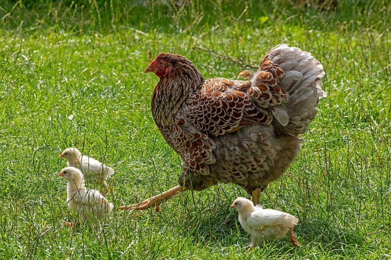 Chicken with chicks, Eime, Leinebergland, Lower Saxony, Germany, Europe