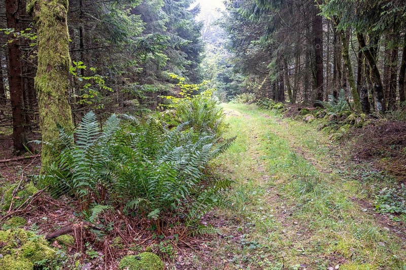 Forest path in a spruce forest with green fern leaves