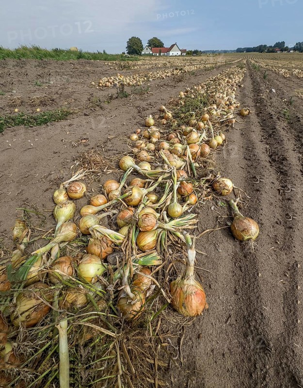 Harvested yellow onions in rows for drying in the field on Ingelstorp, Ystad Municipality, Skåne County, Sweden, Scandinavia, Europe