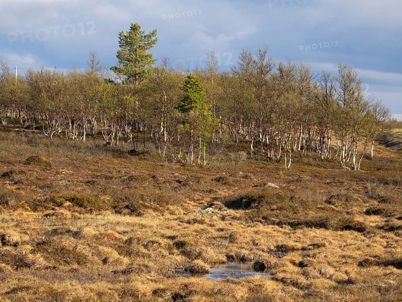 Marsh landscape with Hairy Birch (Betula pubescens) and Pine trees (Pinus sylvestris), May, Finnish Lapland